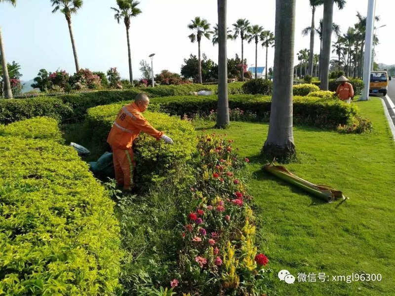 厦门绿化养护